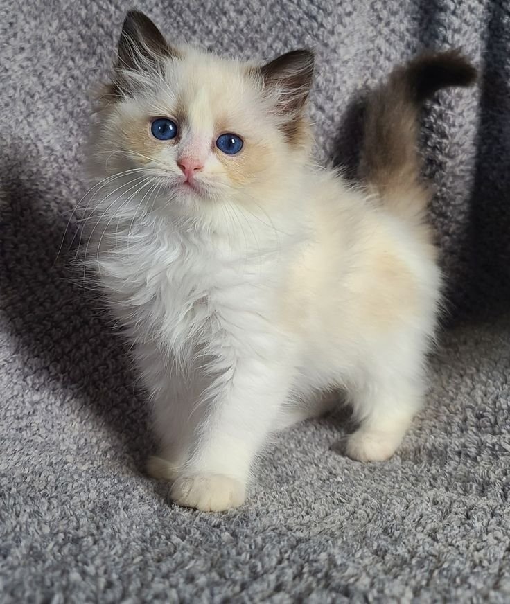 Puppy or kitten at VS Pet Shop Greater Noida 17