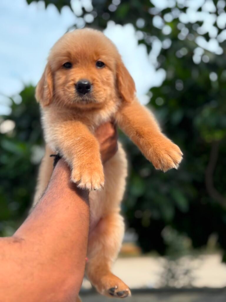 Puppy or kitten at VS Pet Shop Greater Noida 5