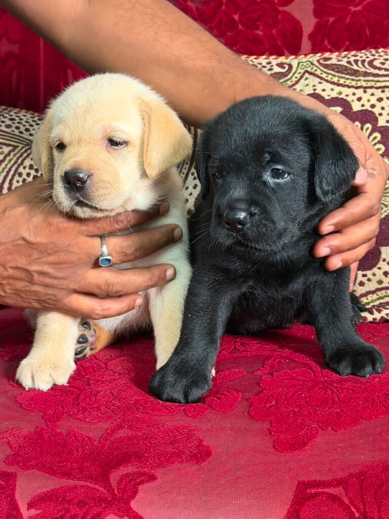 Puppy or kitten at VS Pet Shop Greater Noida 18