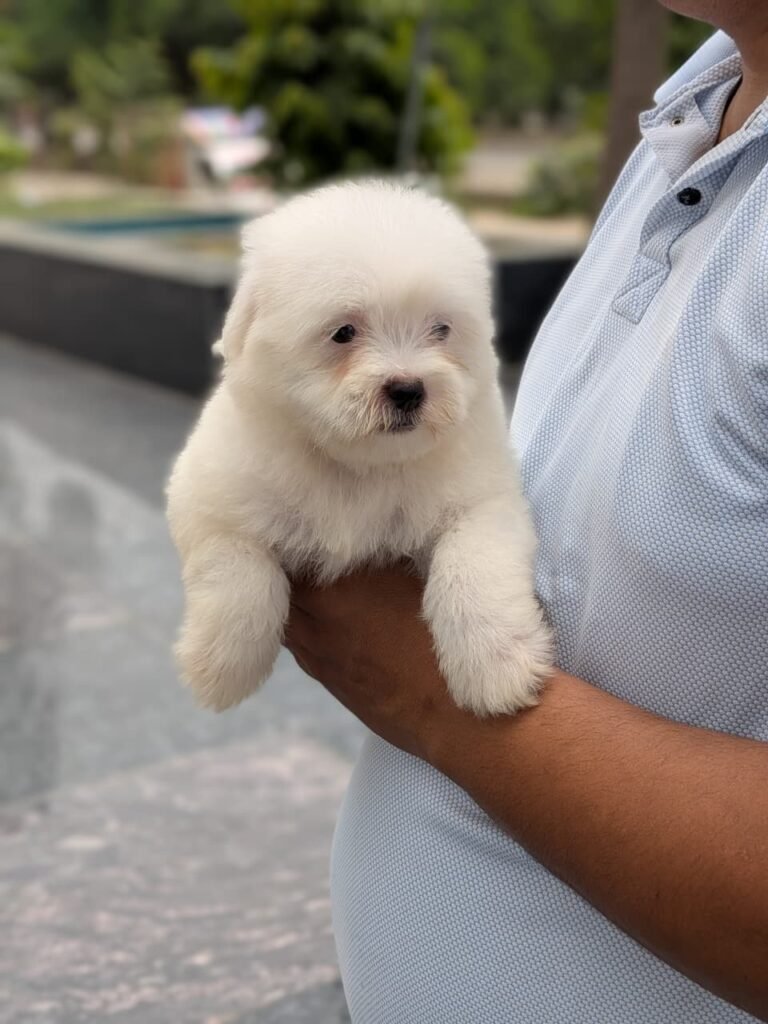 Puppy or kitten at VS Pet Shop Greater Noida 6