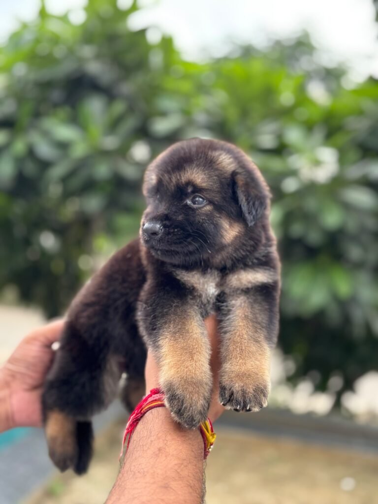 Puppy or kitten at VS Pet Shop Greater Noida 8