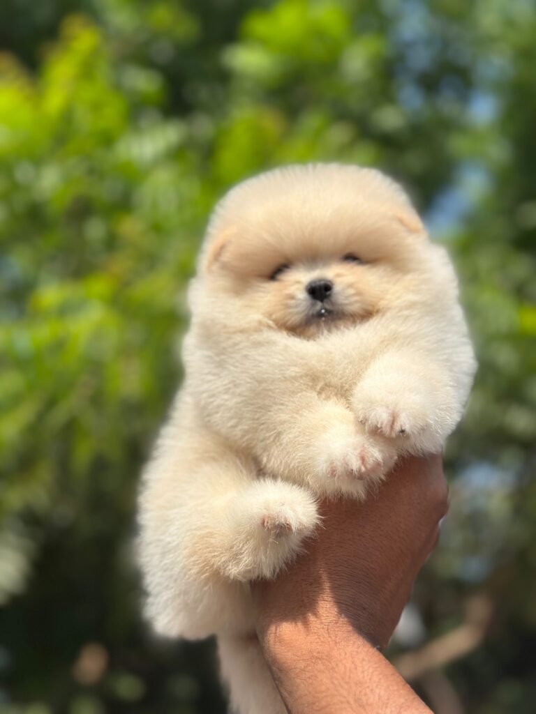 Puppy or kitten at VS Pet Shop Greater Noida 9