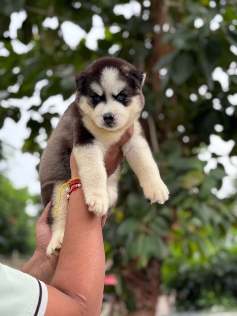 Puppy or kitten at VS Pet Shop Greater Noida 12