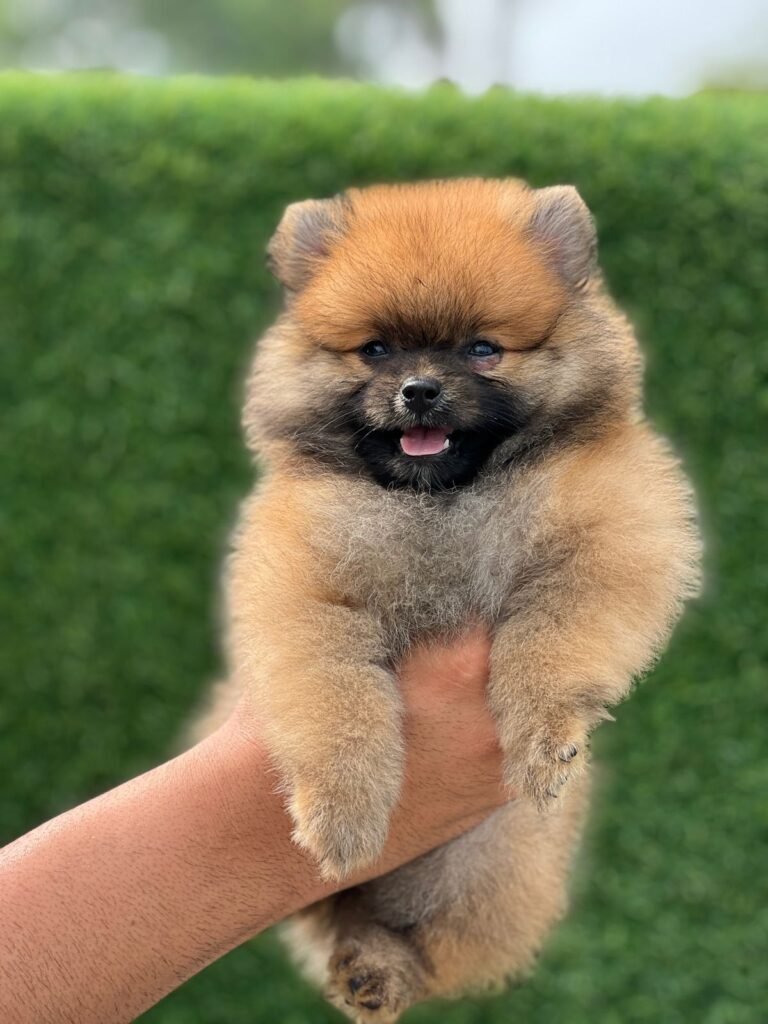 Puppy or kitten at VS Pet Shop Greater Noida 13