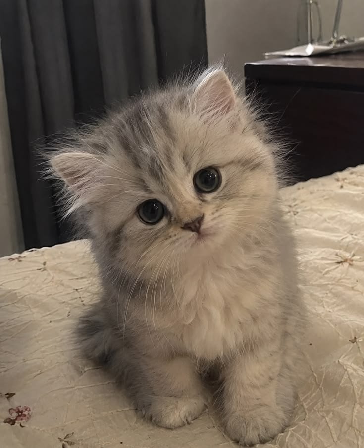 Puppy or kitten at VS Pet Shop Greater Noida 4