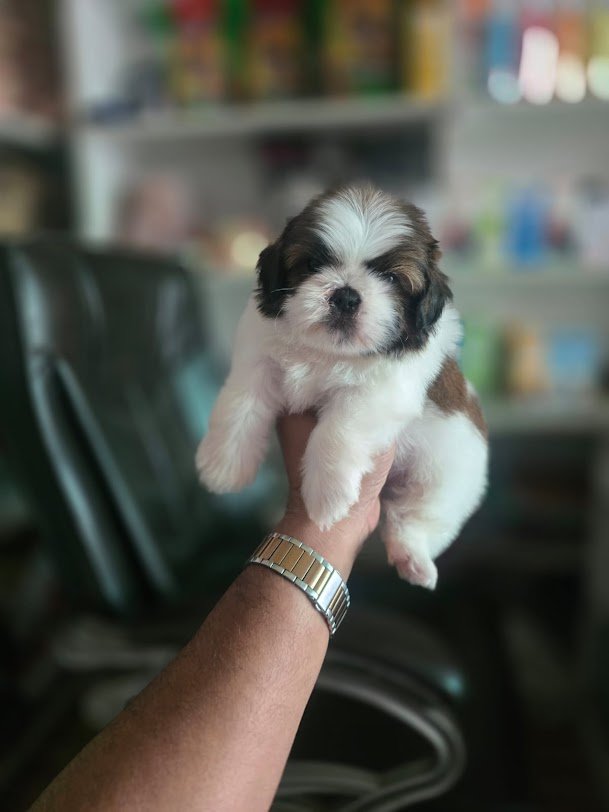 Puppy or kitten at VS Pet Shop Greater Noida 2