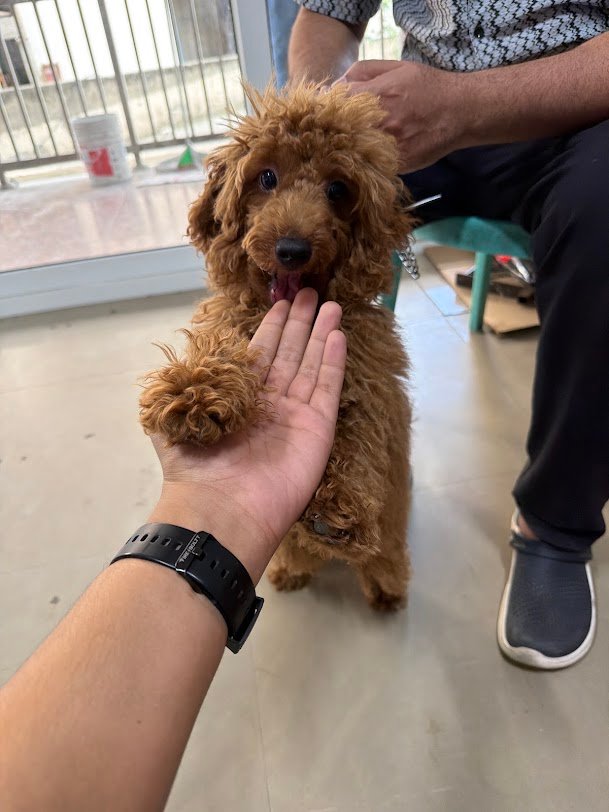 Puppy or kitten at VS Pet Shop Greater Noida 1