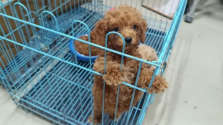 Puppy or kitten at VS Pet Shop Greater Noida 11